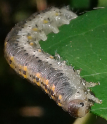 Cimbicidae : larva di Abia lonicerae?